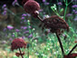 Angelica gigas - small image 1
