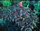 Angelica sylvestris 'Ebony' - small image 1