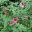 Anisodontea julii - small image 1