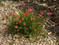 Anomatheca laxa - small image 1