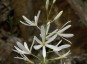 Anthericum liliago - small image 1