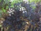 Anthriscus sylvestris 'Dial Park' - small image 1