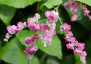Antigonon leptopus - small image 1