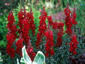 Antirrhinum 'Black Prince' - small image 1