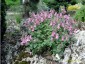 Antirrhinum glutinosum - small image 1