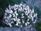 Antirrhinum molle - small image 1