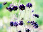 Aquilegia 'Black Barlow' - small image 1