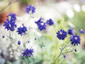 Aquilegia 'Blue Barlow' - small image 1