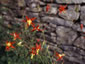 Aquilegia canadensis - small image 1