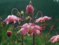 Aquilegia clematiflora pink-flowered - small image 1