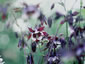 Aquilegia 'Magpie' - small image 1