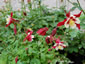 Aquilegia 'Red Hobbit' - small image 1