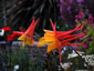 Aquilegia 'Tequila Sunrise' - small image 1