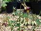 Aquilegia viridiflora - small image 1