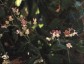 Araujia sericifera - small image 1