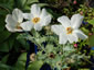 Argemone grandiflora - small image 1