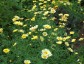 Argyranthemum 'Jamaica Primrose' - small image 1