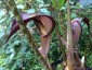 Arisaema speciosum var. magnificum - small image 1
