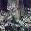 Arthropodium cirratum - small image 1