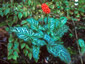 Arum italicum 'Pictum' - small image 1