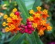 Asclepias curassavica - small image 1