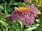 Asclepias incarnata - small image 1
