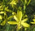 Asphodeline liburnica - small image 1