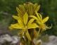Asphodeline lutea - small image 1