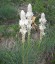 Asphodeline taurica - small image 1