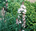 Asphodelus albus - small image 1