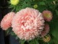 Aster chinensis 'Tower Chamois' - small image 1
