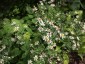 Aster divaricatus - small image 1