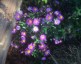 Aster 'Ezo Murasaki' - small image 1