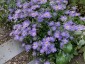 Aster frikartii 'Monch' - small image 1