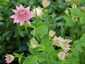 Astrantia maxima - small image 1