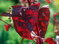 Atriplex hortensis 'Rubra' - small image 1