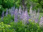 Baptisia australis ex 'Purple Smoke' - small image 1