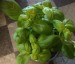 Basil - small image 1