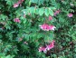 Begonia fuchsioides - small image 1