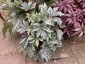 Begonia 'Silver Splendor' - small image 1