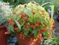 Begonia sutherlandii - small image 1