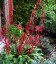 Beschorneria septentrionalis - small image 1