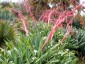 Beschorneria yuccoides - small image 1