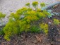 Bigelowia nuttallii - small image 1
