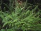 Blechnum spicant AGM - small image 1