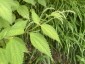 Boehmeria sieboldiana - small image 1