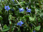 Borago pygmaea - small image 1