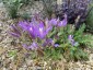Brodiaea californica - small image 1