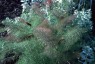 Bronze Fennel - small image 1