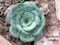 Bukiniczia cabulica - small image 1
